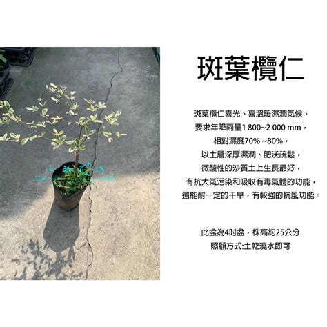 斑葉欖仁種植